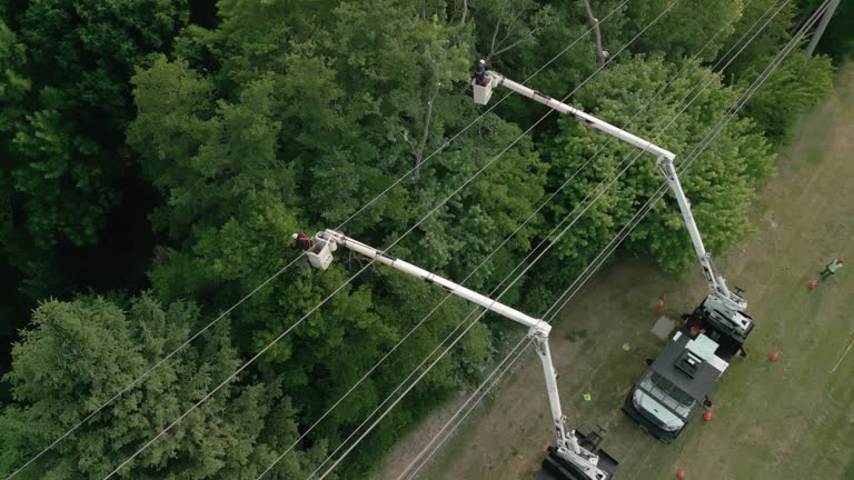 Why Choose Our Tree Removal Services in Fowler, CA?